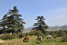 Load image into Gallery viewer, Atlas Cedar | Small Tree Seedling | The Jonsteen Company