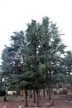 Load image into Gallery viewer, Atlas Cedar | Lot of 30 Tree Seedlings | The Jonsteen Company