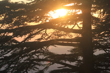 Load image into Gallery viewer, Atlas Cedar | Small Tree Seedling | The Jonsteen Company