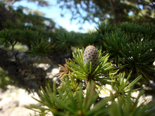 Load image into Gallery viewer, Atlas Cedar | Lot of 30 Tree Seedlings | The Jonsteen Company
