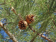 Load image into Gallery viewer, Austrian Black Pine | Medium Tree Seedling | The Jonsteen Company