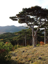 Load image into Gallery viewer, Austrian Black Pine | Medium Tree Seedling | The Jonsteen Company