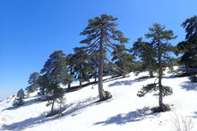 Load image into Gallery viewer, Austrian Black Pine | Medium Tree Seedling | The Jonsteen Company