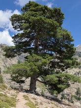 Load image into Gallery viewer, Austrian Black Pine | Medium Tree Seedling | The Jonsteen Company