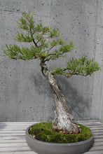 Load image into Gallery viewer, Baldcypress | Small Tree Seedling | The Jonsteen Company