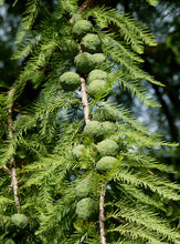 Load image into Gallery viewer, Baldcypress | Lot of 30 Tree Seedlings | The Jonsteen Company