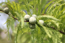 Load image into Gallery viewer, Baldcypress | Medium Tree Seedling | The Jonsteen Company