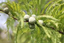Load image into Gallery viewer, Baldcypress | Mini-Grow Kit| The Jonsteen Company