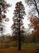 Load image into Gallery viewer, Baldcypress | XL Tree Seedling | The Jonsteen Company