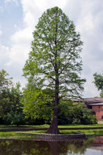 Load image into Gallery viewer, Baldcypress | Small Tree Seedling | The Jonsteen Company