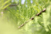 Load image into Gallery viewer, Baldcypress | Lot of 30 Tree Seedlings | The Jonsteen Company