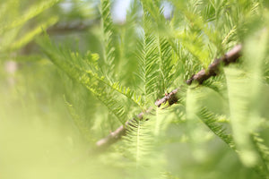 Baldcypress | Small Tree Seedling | The Jonsteen Company