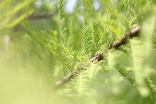 Load image into Gallery viewer, Baldcypress | Mini-Grow Kit| The Jonsteen Company
