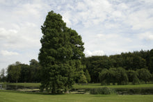 Load image into Gallery viewer, Baldcypress | Lot of 30 Tree Seedlings | The Jonsteen Company