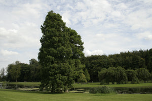 Baldcypress | Lot of 30 Tree Seedlings | The Jonsteen Company