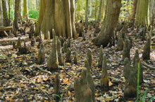 Load image into Gallery viewer, Baldcypress | Lot of 30 Tree Seedlings | The Jonsteen Company