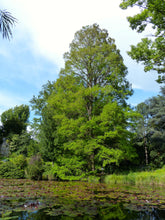 Load image into Gallery viewer, Baldcypress | Lot of 30 Tree Seedlings | The Jonsteen Company