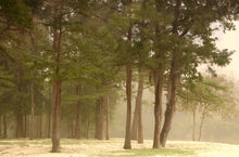 Load image into Gallery viewer, Baldcypress | Medium Tree Seedling | The Jonsteen Company