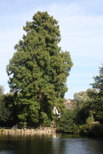 Load image into Gallery viewer, Baldcypress | Medium Tree Seedling | The Jonsteen Company