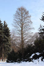 Load image into Gallery viewer, Baldcypress | Small Tree Seedling | The Jonsteen Company