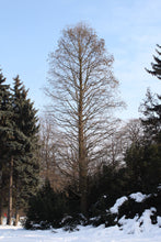 Load image into Gallery viewer, Baldcypress | Lot of 30 Tree Seedlings | The Jonsteen Company