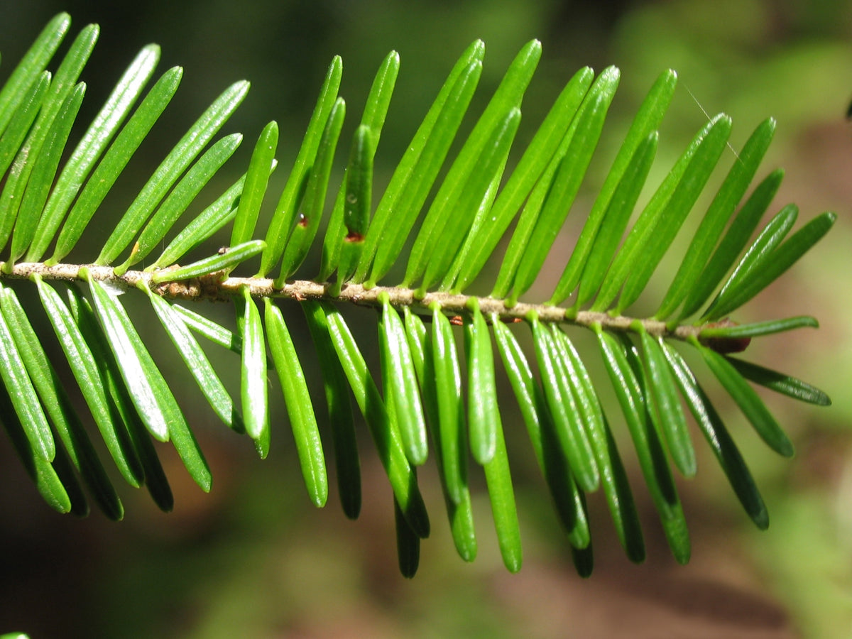 Balsam Fir