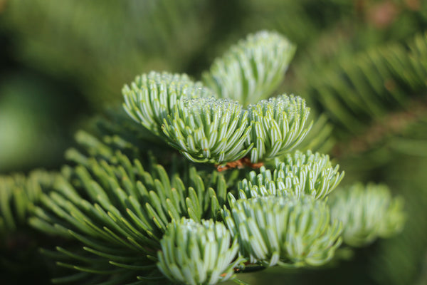 Christmas Tree | Balsam Fir | The Jonsteen Company