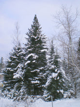 Load image into Gallery viewer, Balsam Fir | Mini-Grow Kit | The Jonsteen Company