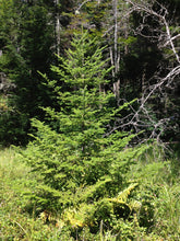 Load image into Gallery viewer, Balsam Fir | Mini-Grow Kit | The Jonsteen Company