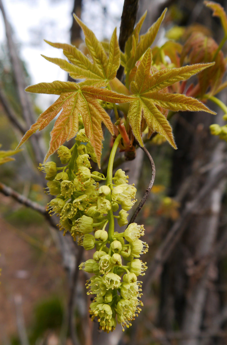maple plant seed Bigleaf Maple