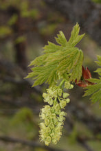 Load image into Gallery viewer, Bigleaf Maple | Mini-Grow Kit | The Jonsteen Company