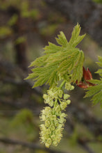 Load image into Gallery viewer, Bigleaf Maple | Lot of 30 Tree Seedlings | The Jonsteen Company