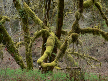 Load image into Gallery viewer, Bigleaf Maple | Small Tree Seedling | The Jonsteen Company