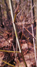 Load image into Gallery viewer, Bigleaf Maple | Small Tree Seedling | The Jonsteen Company