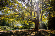 Load image into Gallery viewer, Bigleaf Maple | Small Tree Seedling | The Jonsteen Company