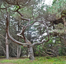 Load image into Gallery viewer, Bishop Pine | Small Tree Seedling | The Jonsteen Company
