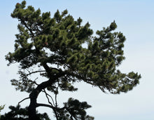Load image into Gallery viewer, Bishop Pine | Small Tree Seedling | The Jonsteen Company