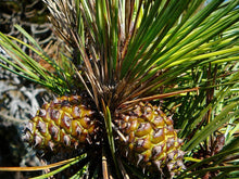 Load image into Gallery viewer, Bishop Pine | Small Tree Seedling | The Jonsteen Company