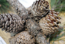 Load image into Gallery viewer, Bishop Pine | Small Tree Seedling | The Jonsteen Company