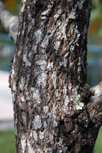 Load image into Gallery viewer, Black Tupelo | Small Tree Seedling | The Jonsteen Company