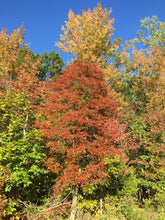 Load image into Gallery viewer, Black Tupelo | Small Tree Seedling | The Jonsteen Company