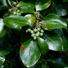 Load image into Gallery viewer, Black Tupelo | Small Tree Seedling | The Jonsteen Company