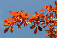 Load image into Gallery viewer, Black Tupelo | Small Tree Seedling | The Jonsteen Company