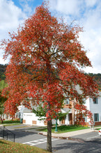 Load image into Gallery viewer, Black Tupelo | Small Tree Seedling | The Jonsteen Company