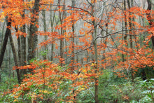 Load image into Gallery viewer, Black Tupelo | Small Tree Seedling | The Jonsteen Company