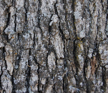 Load image into Gallery viewer, Blue Oak | The Jonsteen Company