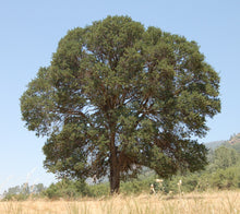 Load image into Gallery viewer, Blue Oak | The Jonsteen Company