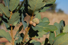 Load image into Gallery viewer, Blue Oak | Lot of 30 Tree Seedlings | The Jonsteen Company