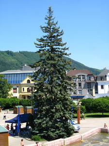 Blue Spruce | Small Tree Seedling | The Jonsteen Company