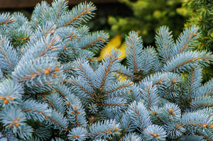 Living Christmas Tree | Colorado Blue Spruce | The Jonsteen Company